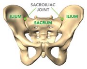 Sacroiliac Joint, Pilates Toronto, Physiotherapy Toronto,